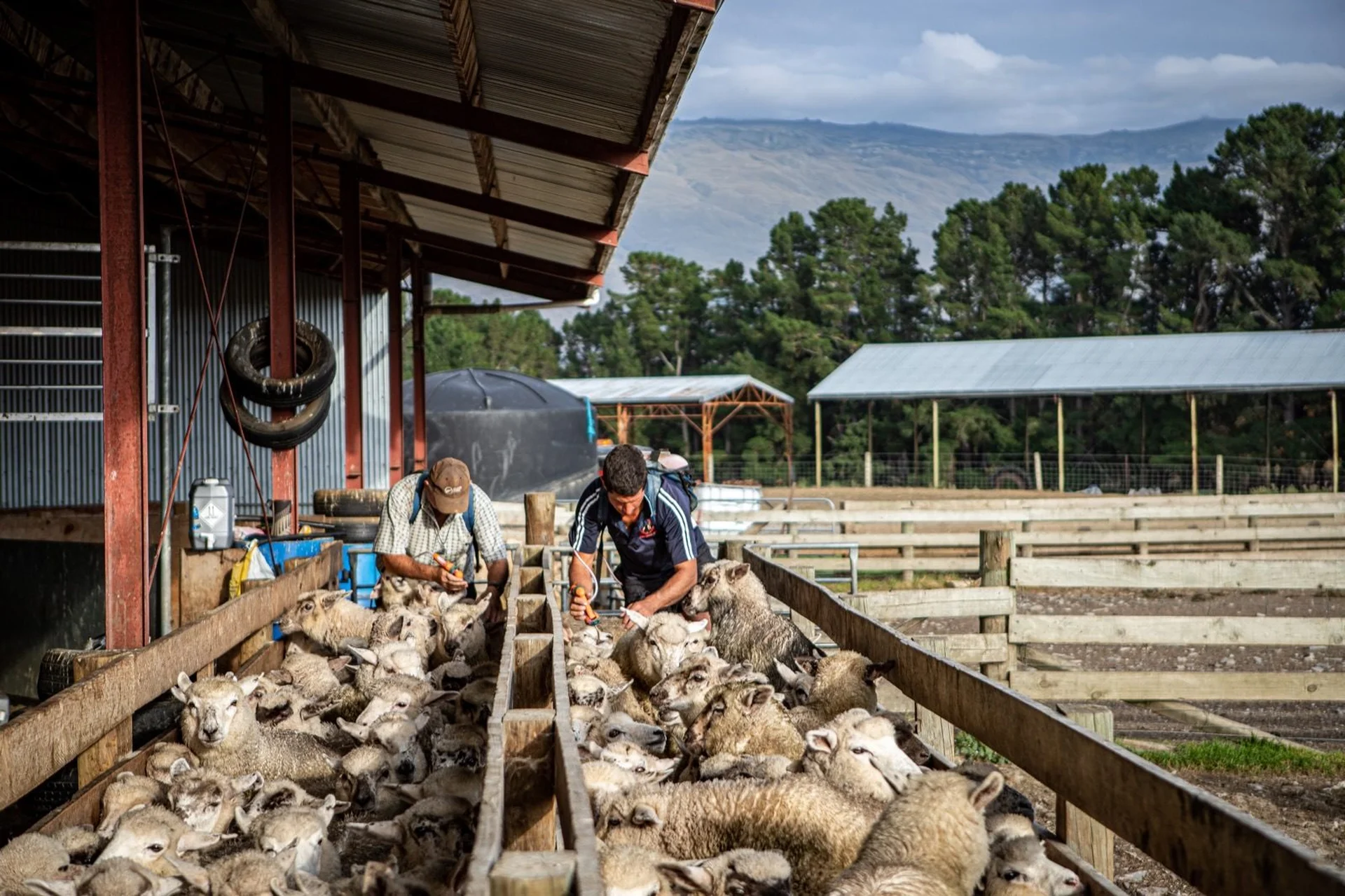 Animal health: Farm workers sorting sheep in a wooden pen under a metal roof, surrounded by trees and hills in the background.