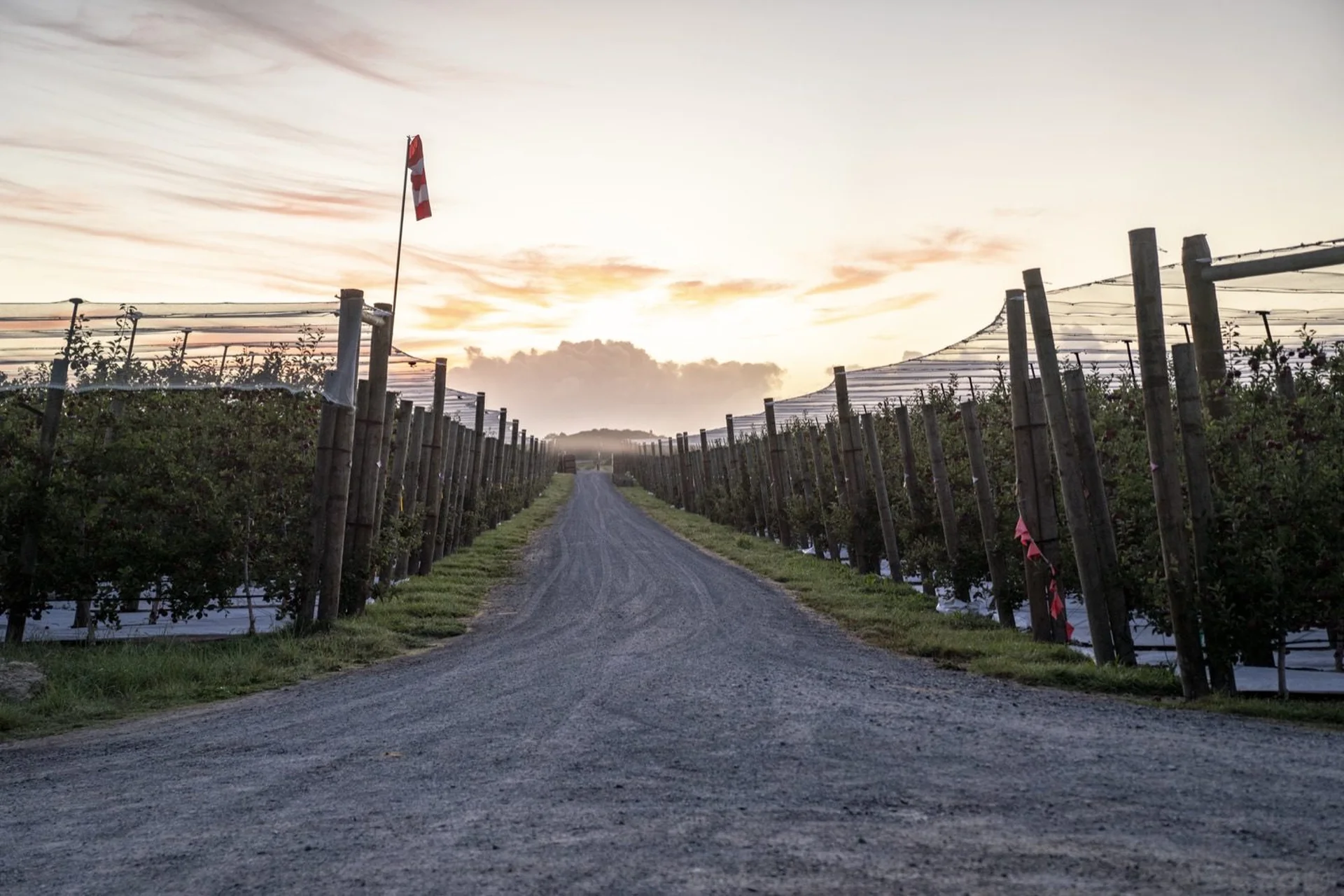 Horticulture: A gravel path leads through an orchard with rows of trees under a cloudy sunrise sky. A flag flutters atop a pole on the left.