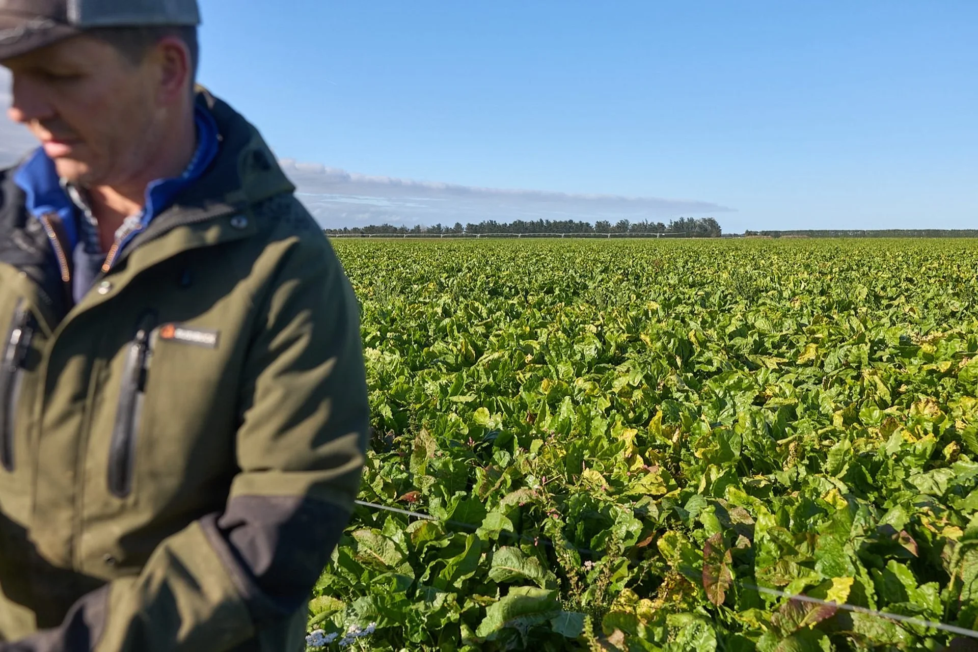 Farmlands Nutrition: Person in a green jacket stands in a lush field of leafy crops under a clear blue sky.