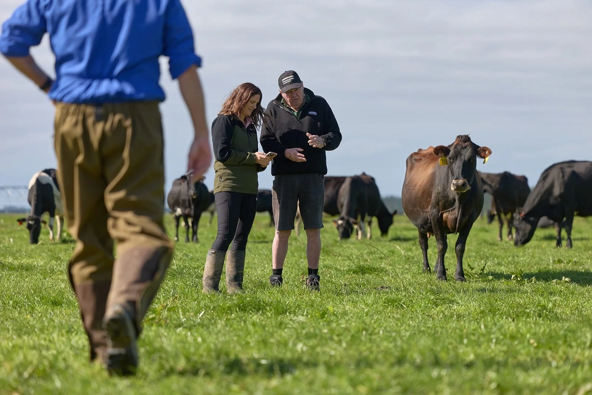 Become a Shareholder: Two people stand in a grassy field with cows, discussing and pointing at notes, while another person approaches from the foreground.