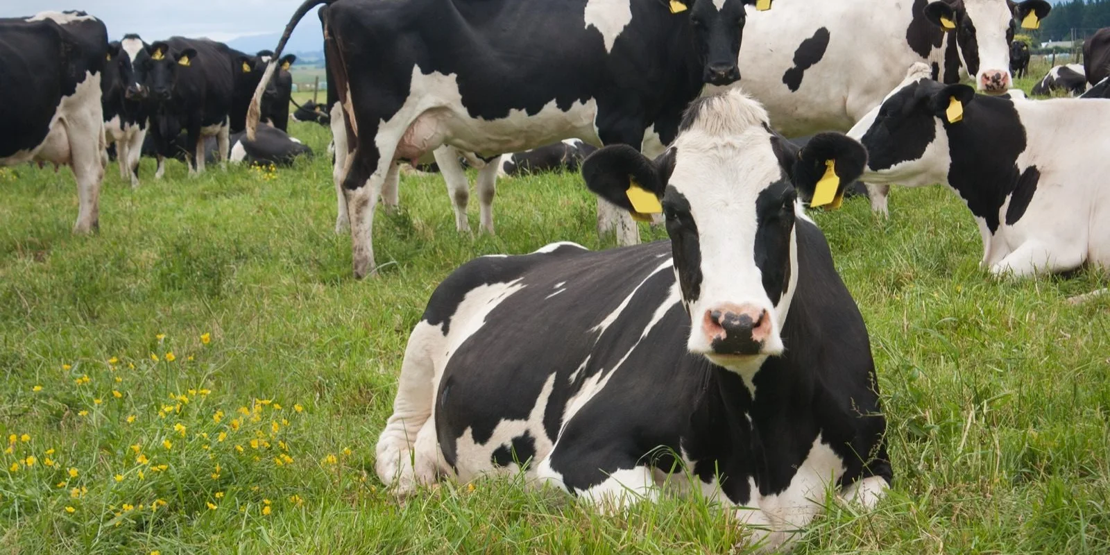 Essential vitamins for dairy cows: Holstein cows grazing, with one lying in a green field surrounded by yellow wildflowers, under a cloudy sky.