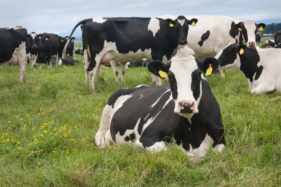 Essential vitamins for dairy cows: Holstein cows grazing, with one lying in a green field surrounded by yellow wildflowers, under a cloudy sky.