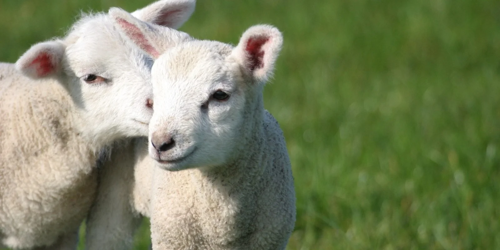 Pre lamb drenching guide