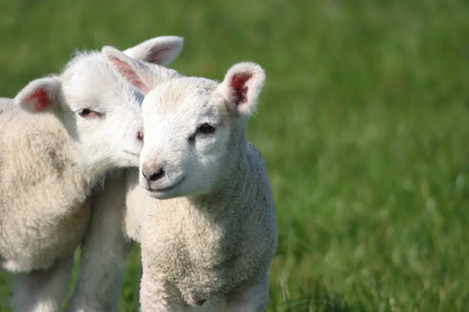 Pre lamb drenching guide