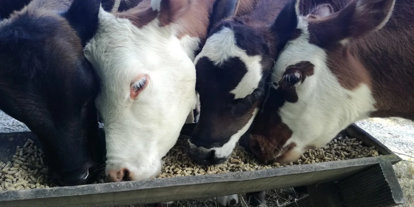 Feed safety your animals