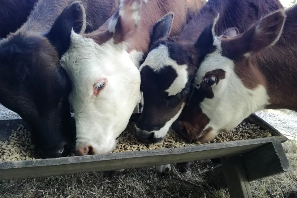 Feed safety your animals