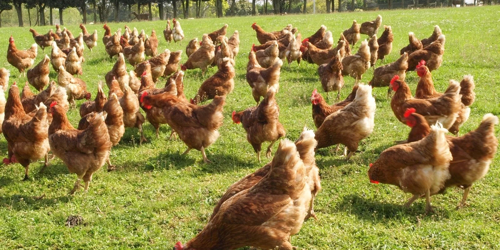 Choosing right hens your flock