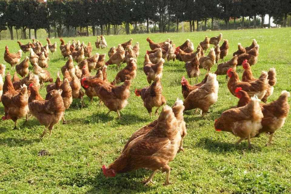 Choosing right hens your flock