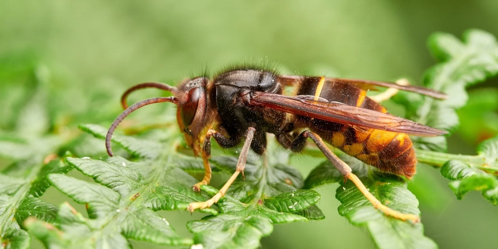 Yellow-legged hornet in NZ: Close-up of a hornet perched on a green fern leaf, showcasing its detailed body and wings, against a soft, blurry