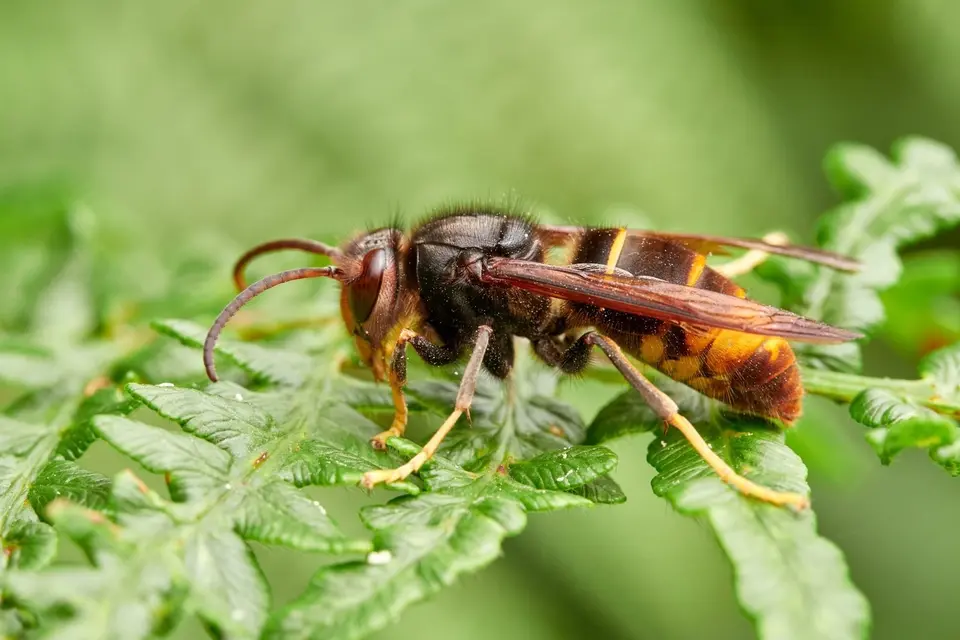 Yellow-legged hornet in NZ: Close-up of a hornet perched on a green fern leaf, showcasing its detailed body and wings, against a soft, blurry