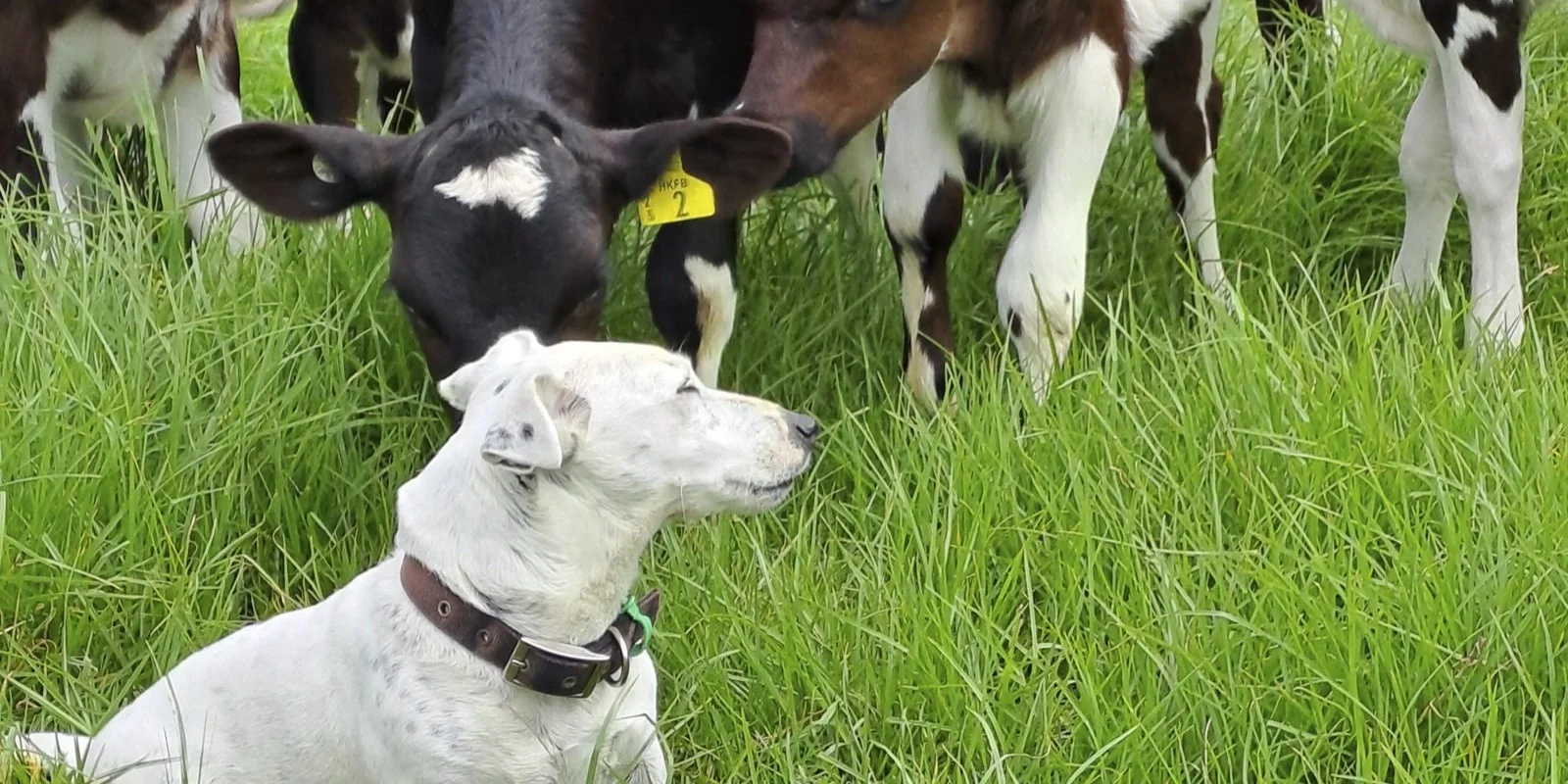 Coccidiostats in calf feed: A white dog sits in lush grass, surrounded by curious calves with ear tags in a green pasture, under a cloudy sky.