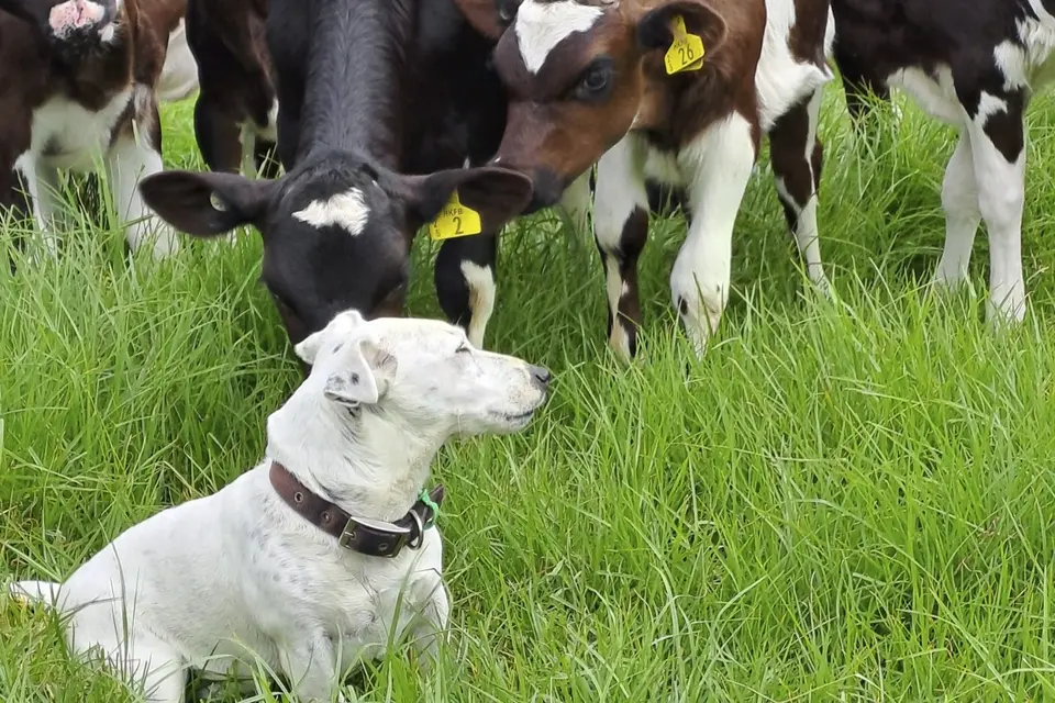 Coccidiostats in calf feed: A white dog sits in lush grass, surrounded by curious calves with ear tags in a green pasture, under a cloudy sky.