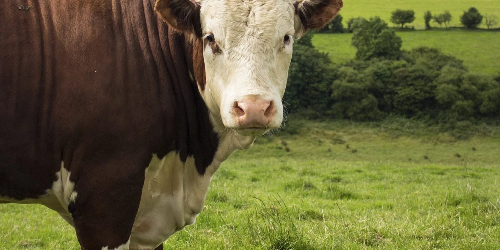Male livestock reproductive health: A brown and white cow stands in a lush green field, with rolling hills and a cloudy sky in the background.