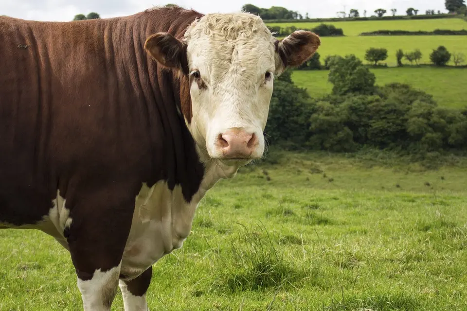 Male livestock reproductive health: A brown and white cow stands in a lush green field, with rolling hills and a cloudy sky in the background.