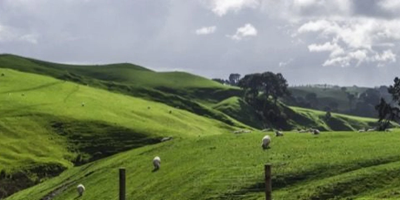 Late summer pasture strategies: Rolling green hills with scattered trees and sheep under a cloudy sky, bordered by a wooden fence.