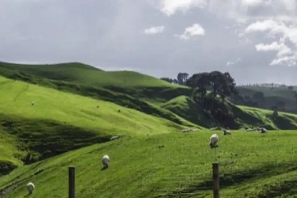 Late summer pasture strategies: Rolling green hills with scattered trees and sheep under a cloudy sky, bordered by a wooden fence.