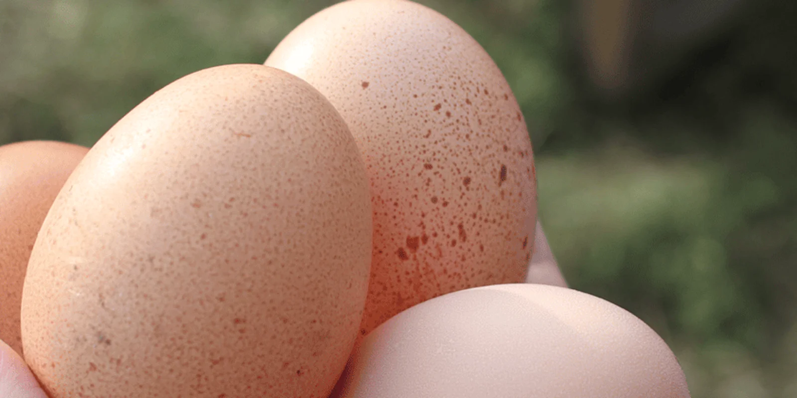 Optimising poultry egg production