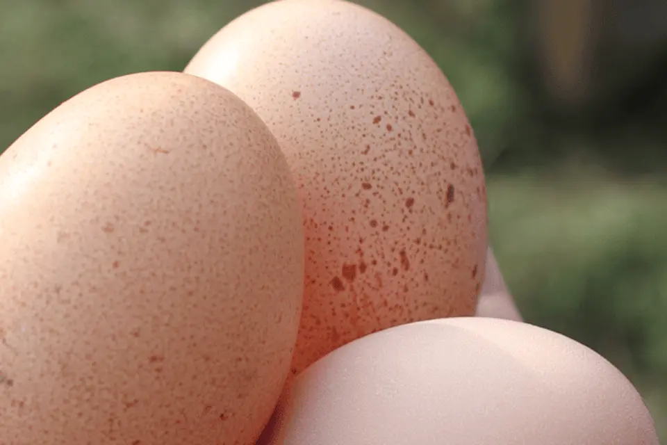 Optimising poultry egg production