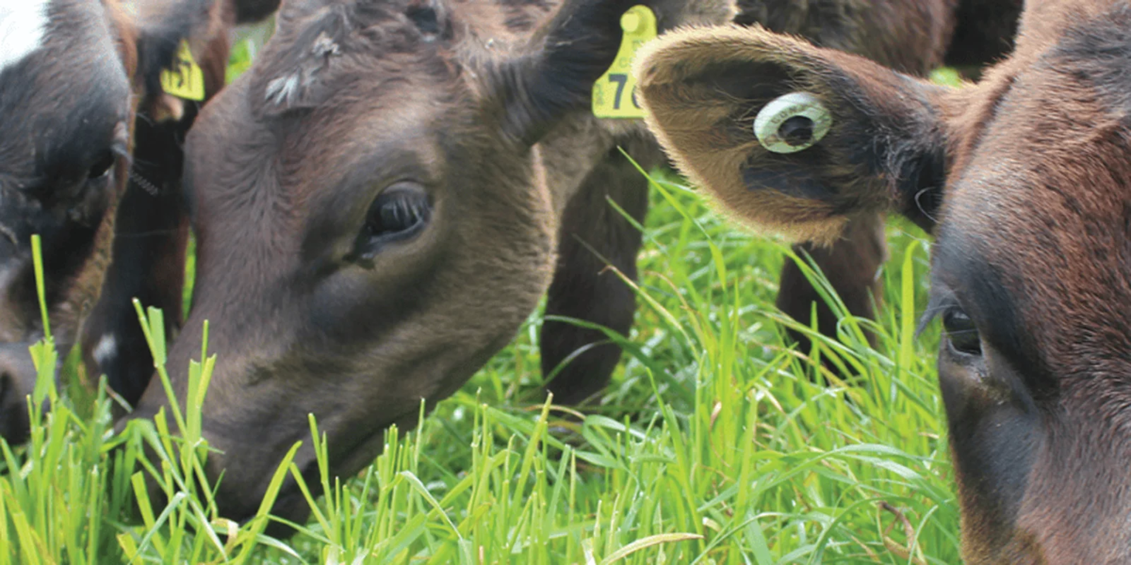 Getting calf marking right
