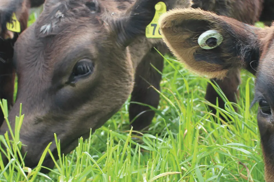 Getting calf marking right