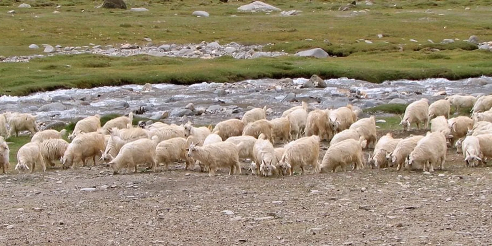 Boosting lamb vitality spring