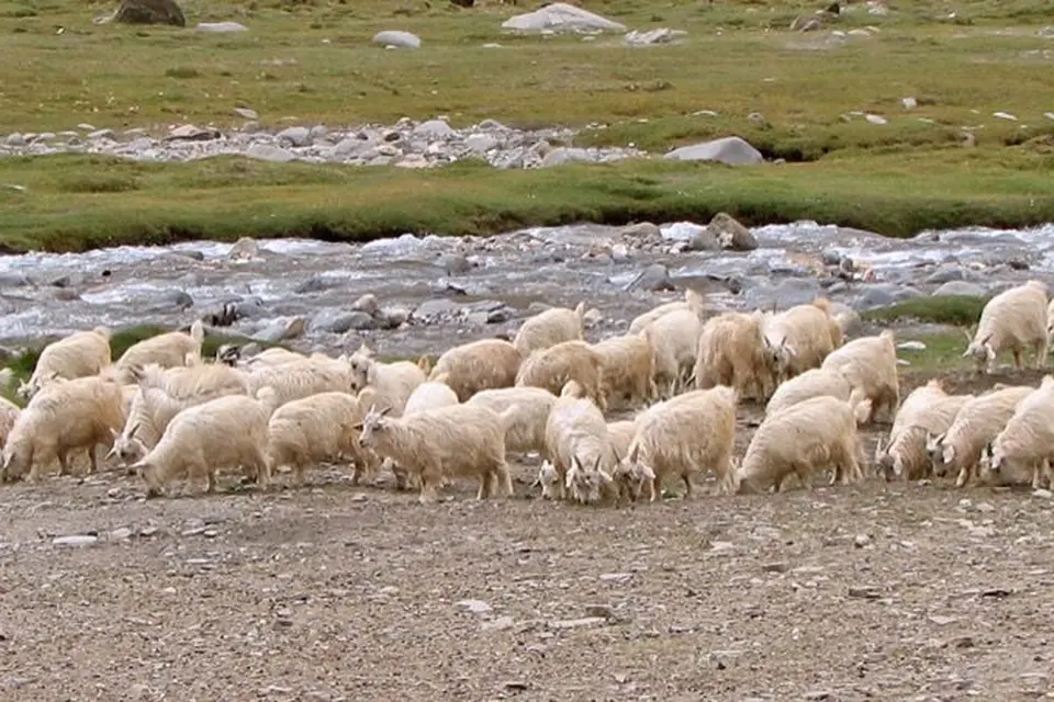 Boosting lamb vitality spring