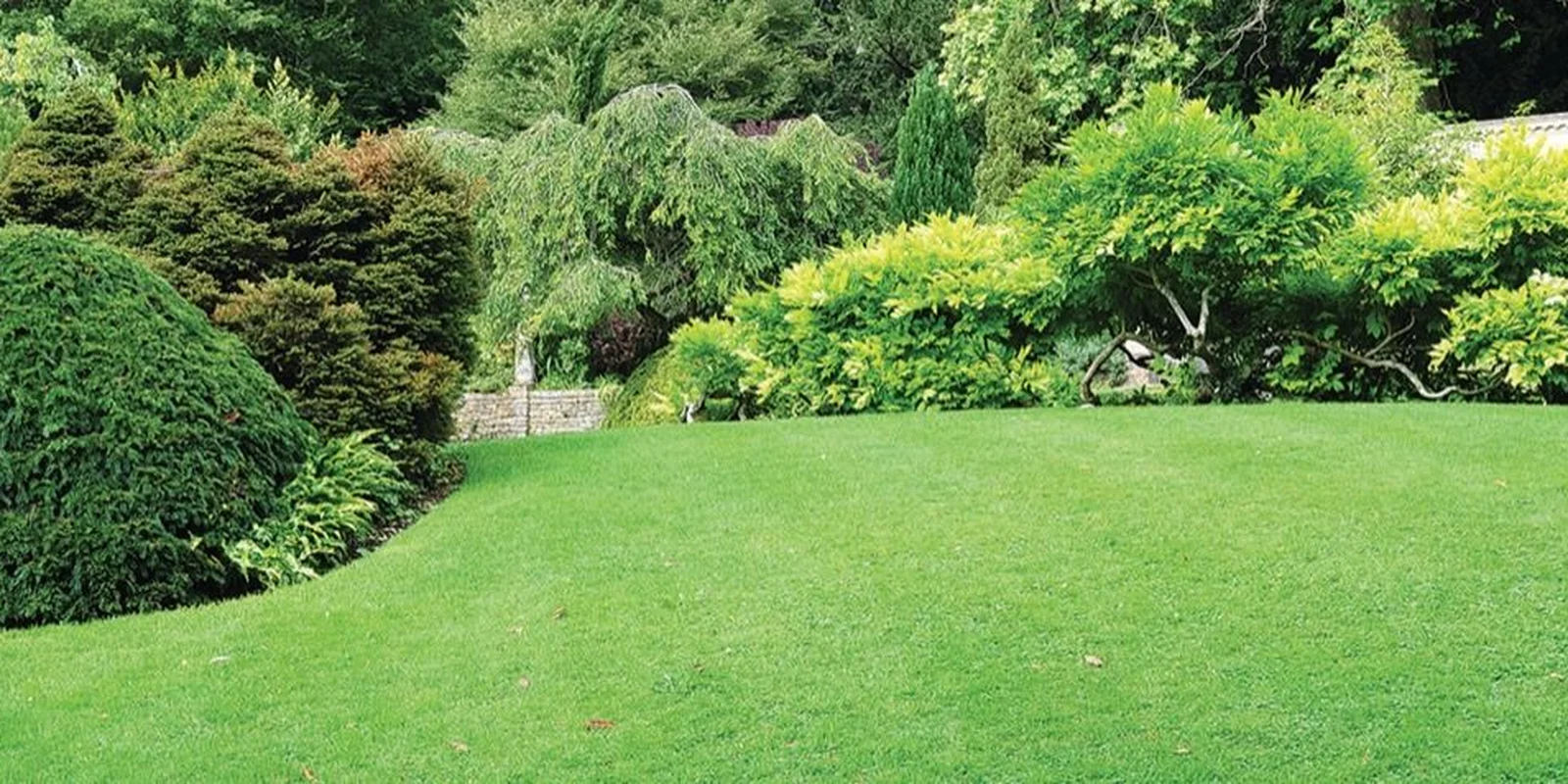 Establishing maintaining lawn
