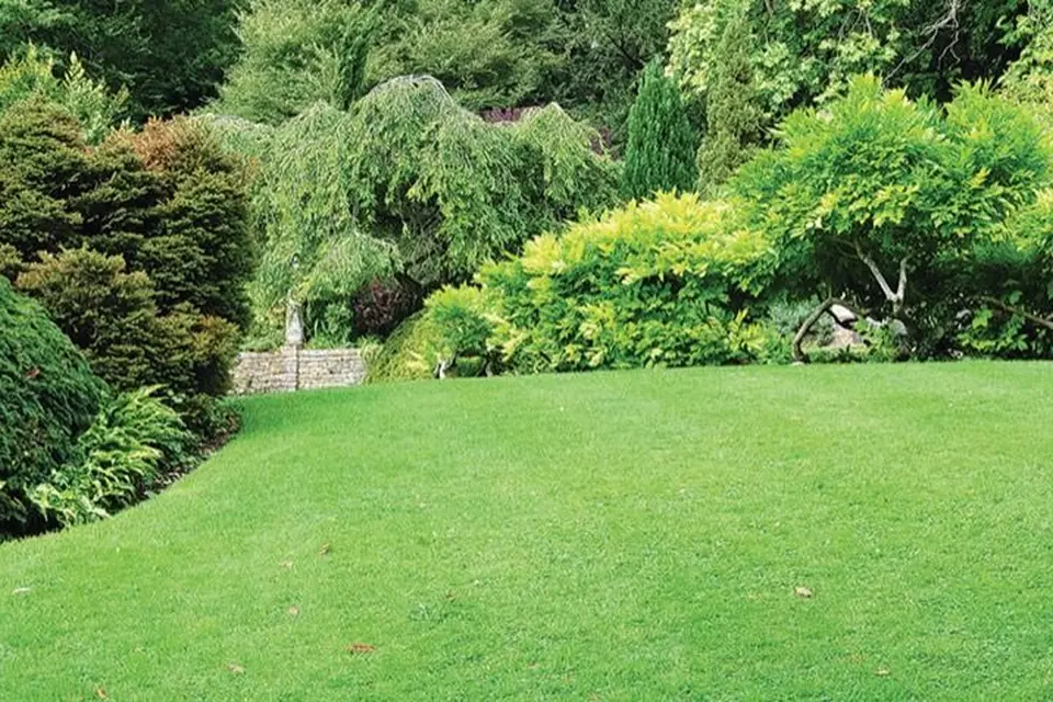 Establishing maintaining lawn