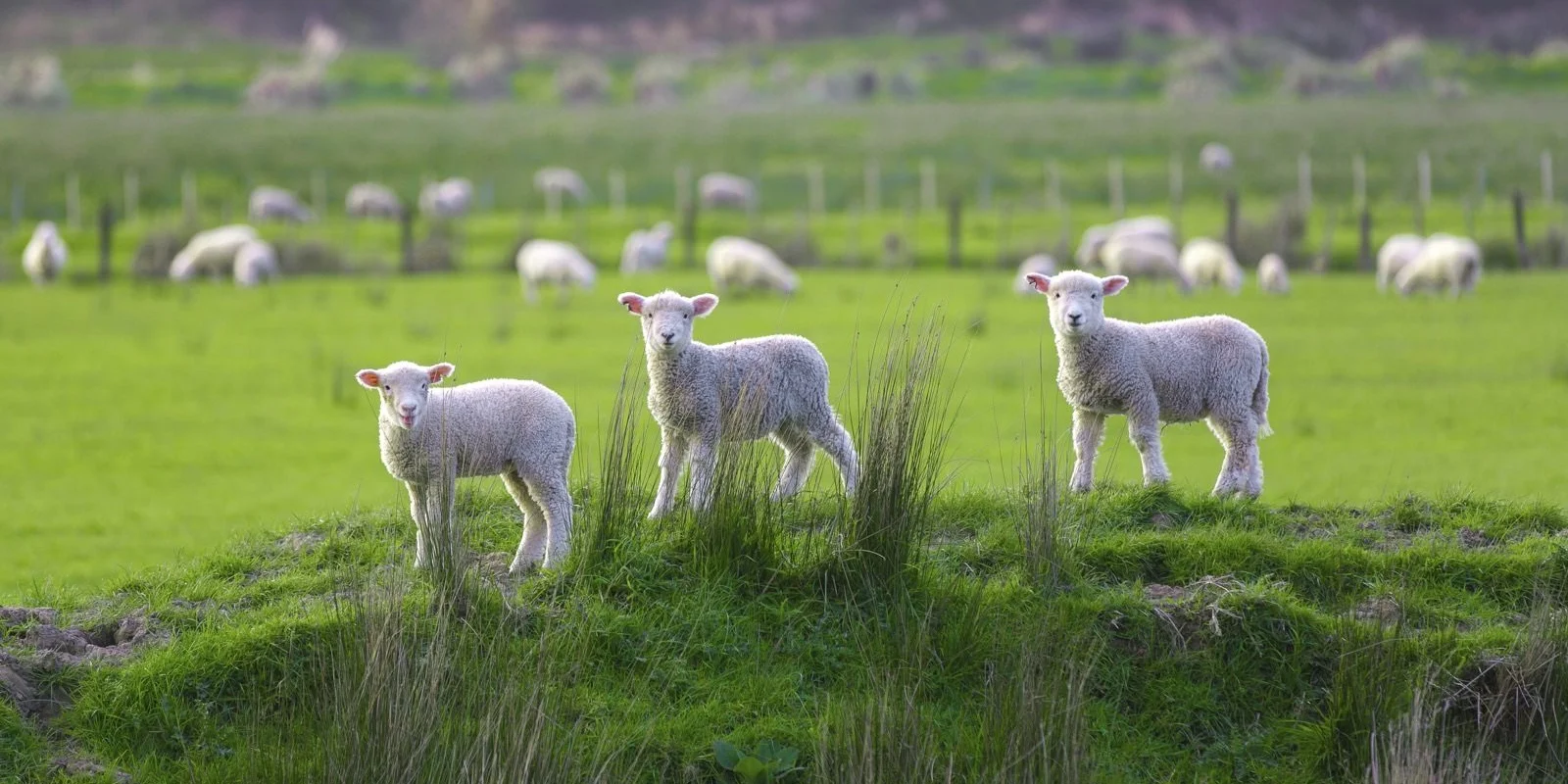 Mitigating drench resistance with nutrition: Three lambs stand on a grassy mound in a green field, with more sheep grazing in the background.