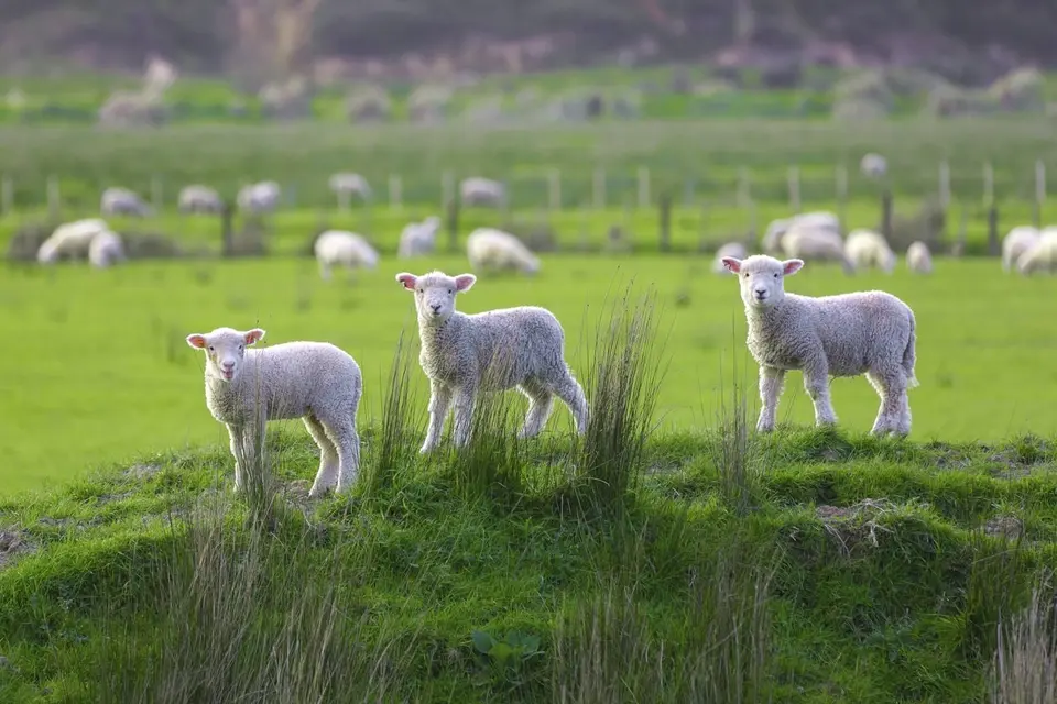 Mitigating drench resistance with nutrition: Three lambs stand on a grassy mound in a green field, with more sheep grazing in the background.