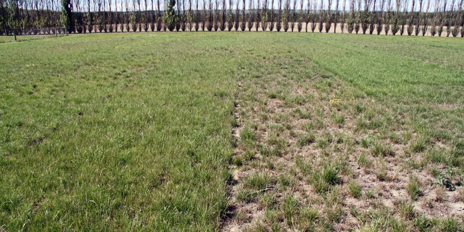 Ryegrass seed storage and endophyte: Two adjacent grass plots, one lush and green, the other sparse and patchy, with tall trees in the background