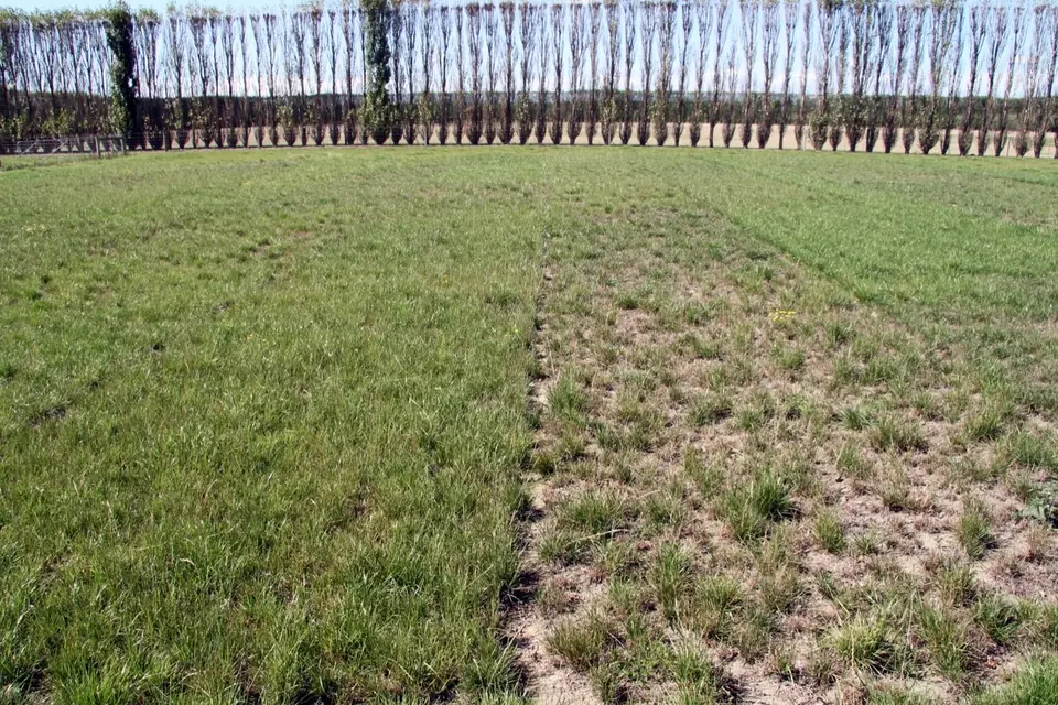 Ryegrass seed storage and endophyte: Two adjacent grass plots, one lush and green, the other sparse and patchy, with tall trees in the background