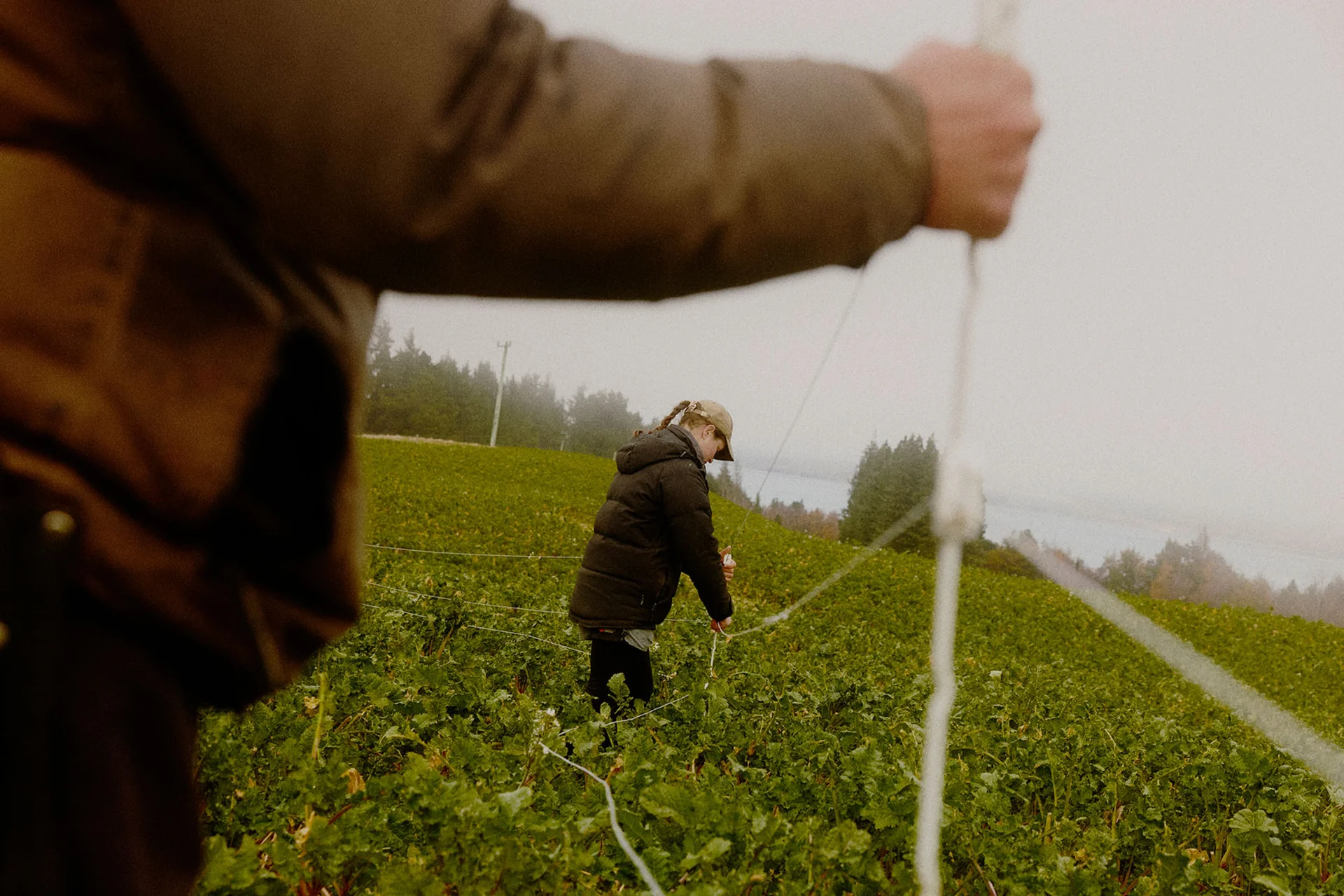People working in a green field, holding break fencing, with trees and mist background.