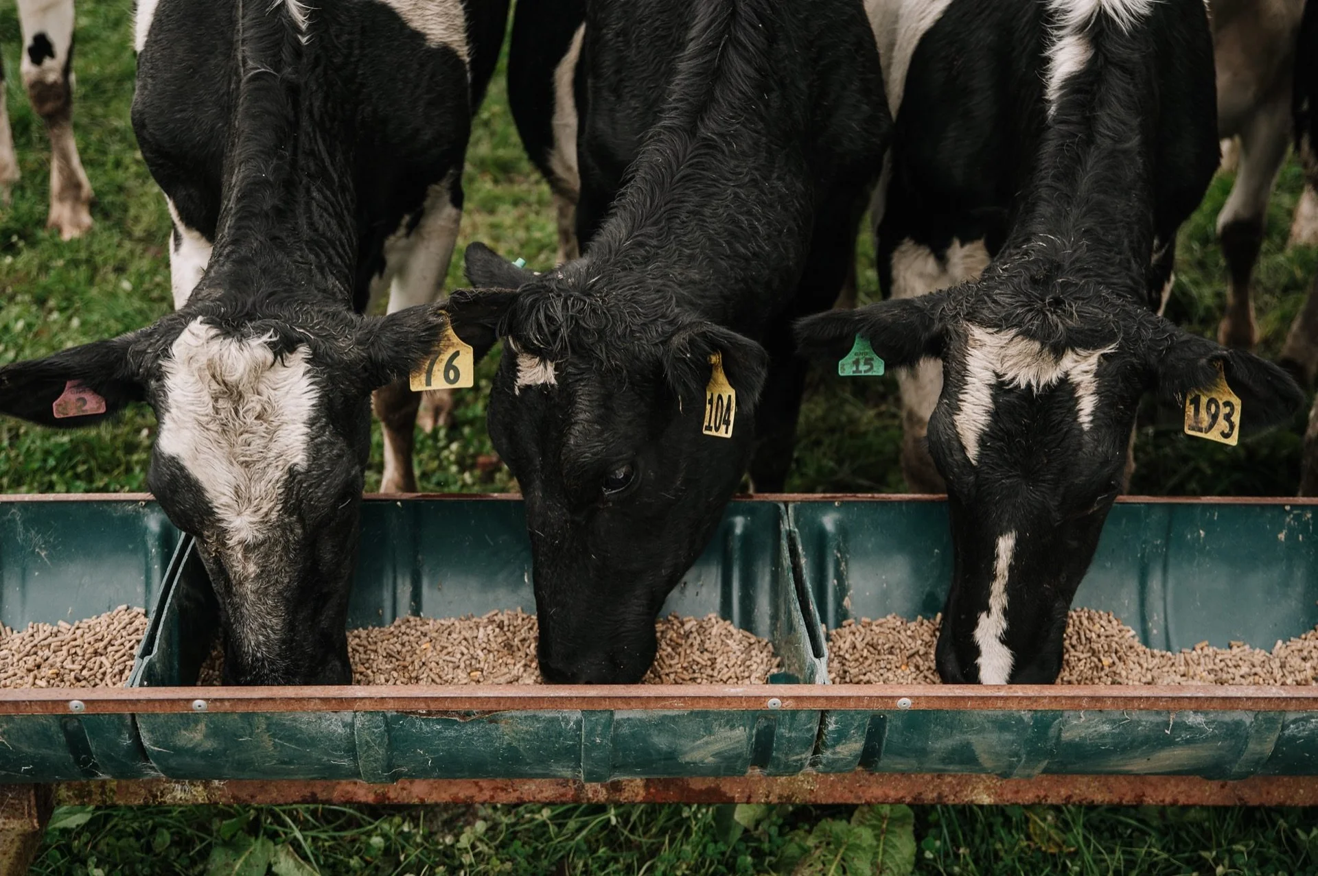Tagged cows feeding from a trough