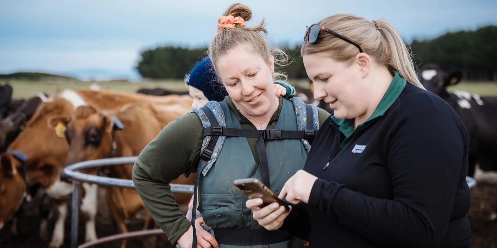 Two farmers checking a smartphone near cows