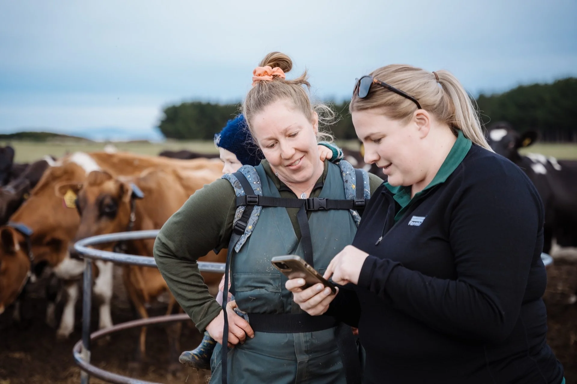 Two farmers checking a smartphone near cows