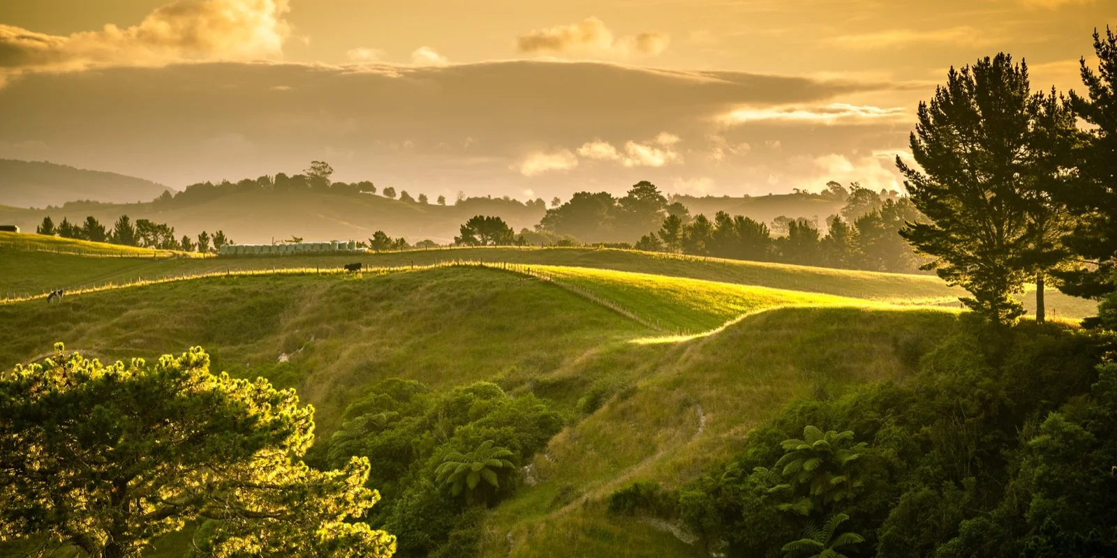 Sunlit rolling hills at dusk