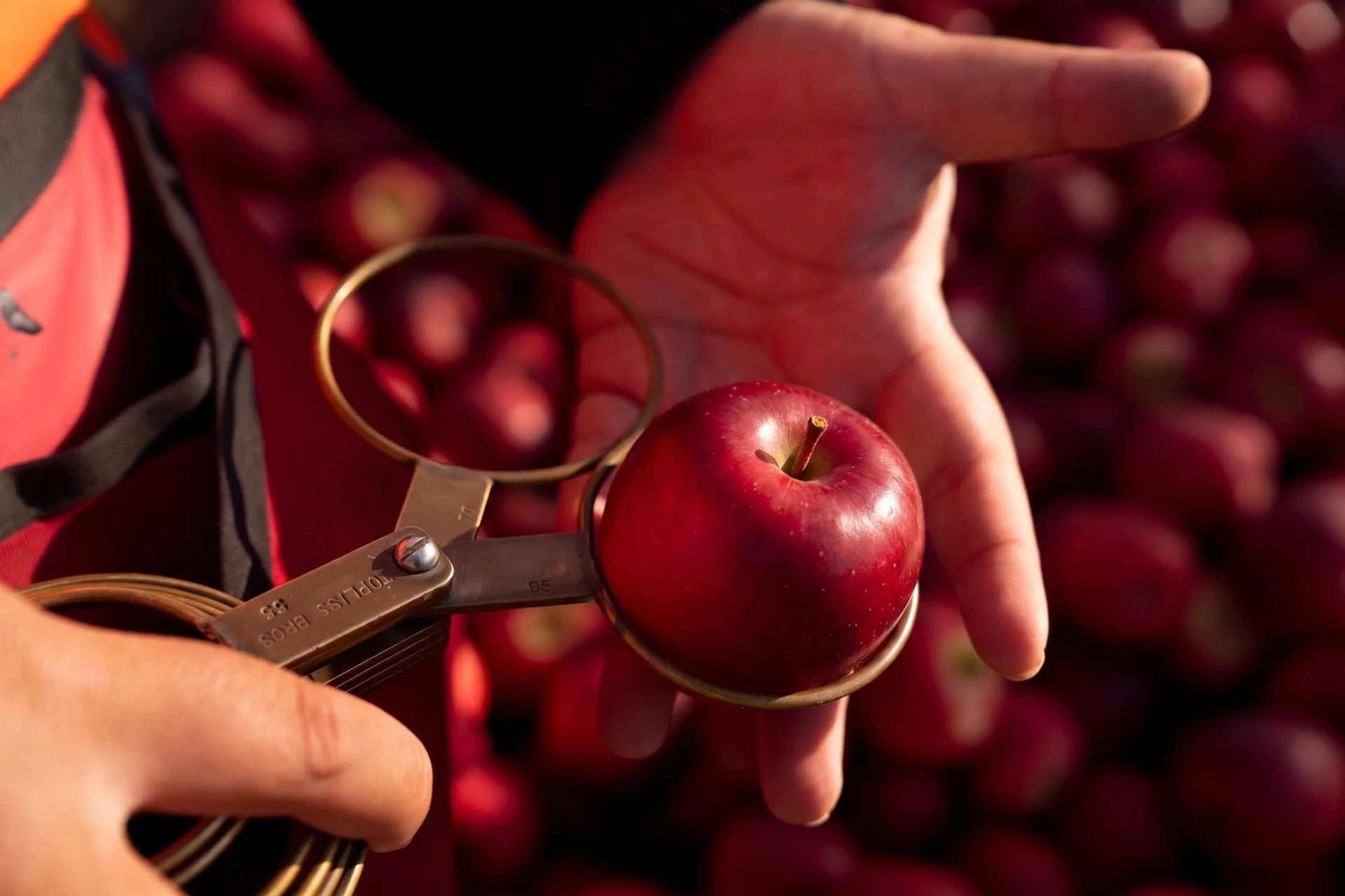 Specialist services: A person holding a small red apple with a round metal sizing tool. More apples in the background, all bathed in warm sunlight.