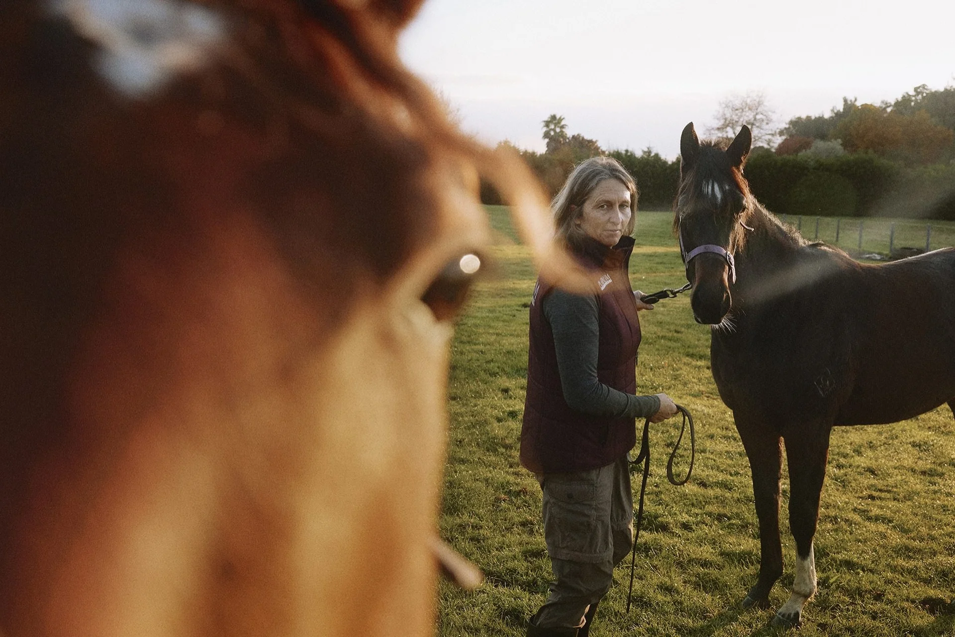 Farmlands community: A person stands on grass, holding the reins of a black horse, with another horse in the foreground. Trees and sunlight are in