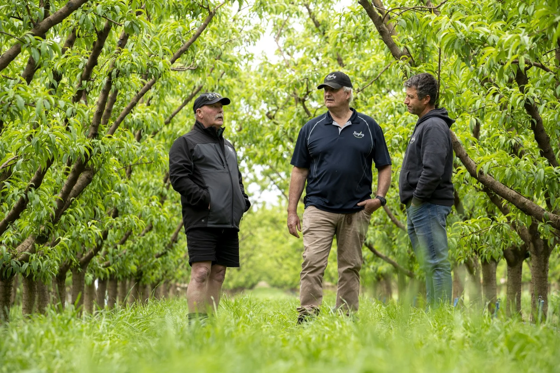 Have your say: Three men stand conversing in a lush green orchard, surrounded by rows of fruit trees under a bright sky.