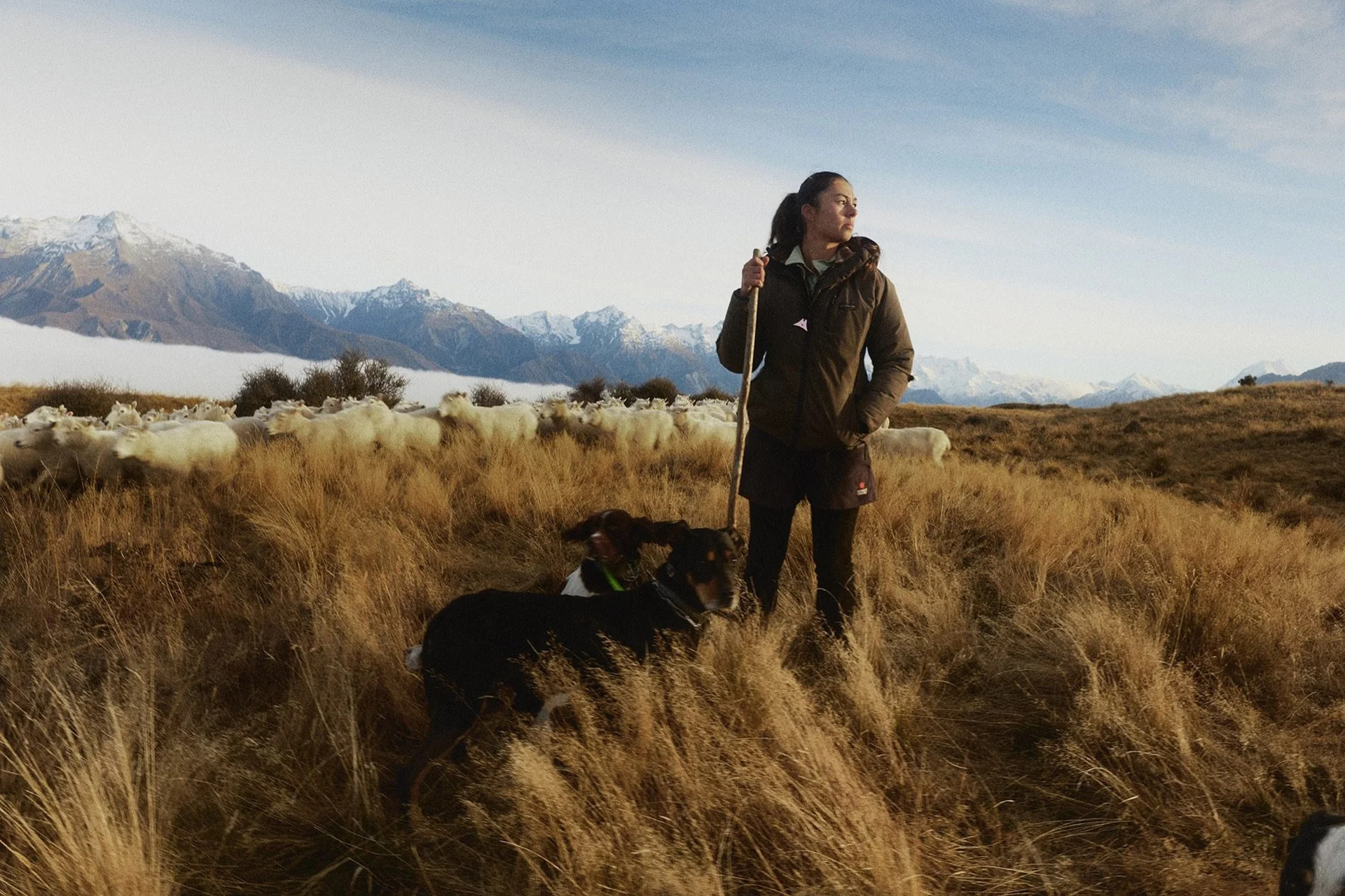 Agrecovery recycling: A person stands in a grassy field with two dogs, holding a staff, and overlooking a flock of sheep against a backdrop of