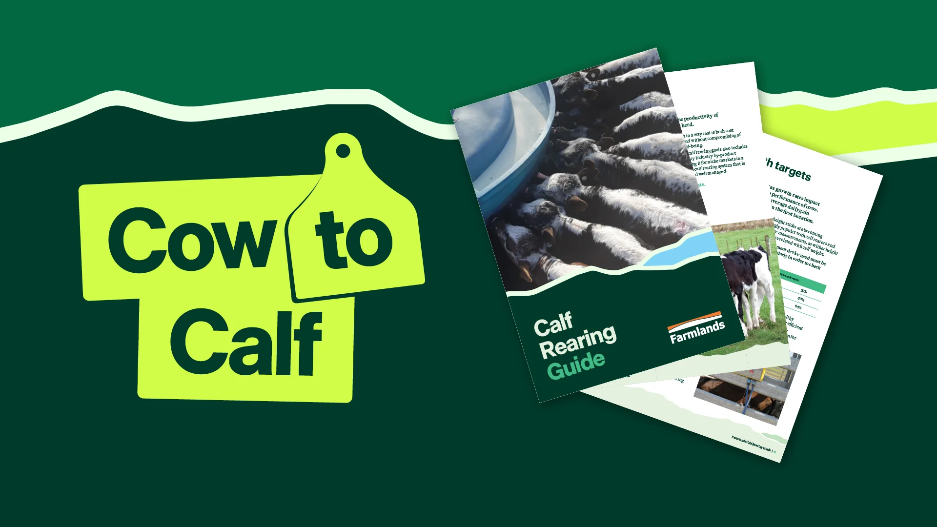 Calf Rearing Guide cover with images of calves and care tips.