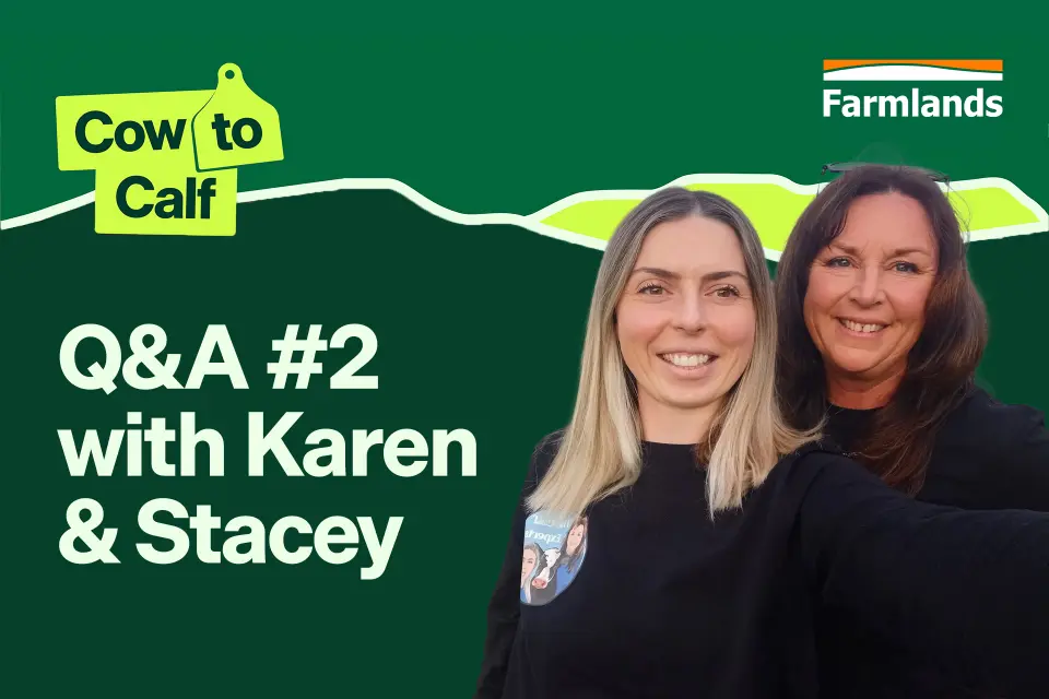 Two women smiling in front of a green background with text saying "Q&A #2 with Karen & Stacey" and logos for Cow to Calf and Farmlands.