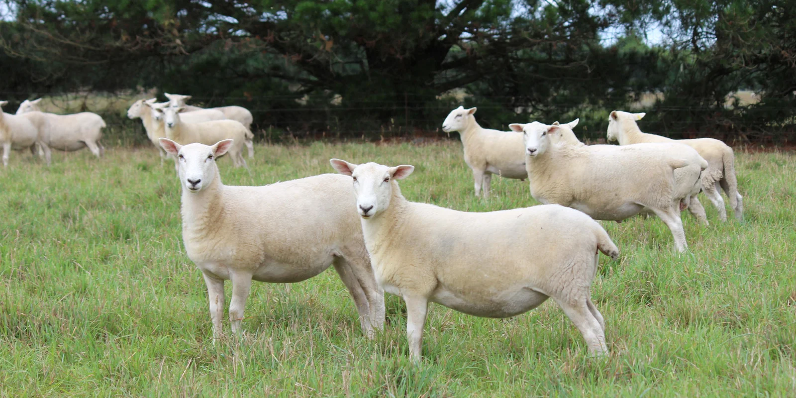 Ideas from the lifestyle shepherd