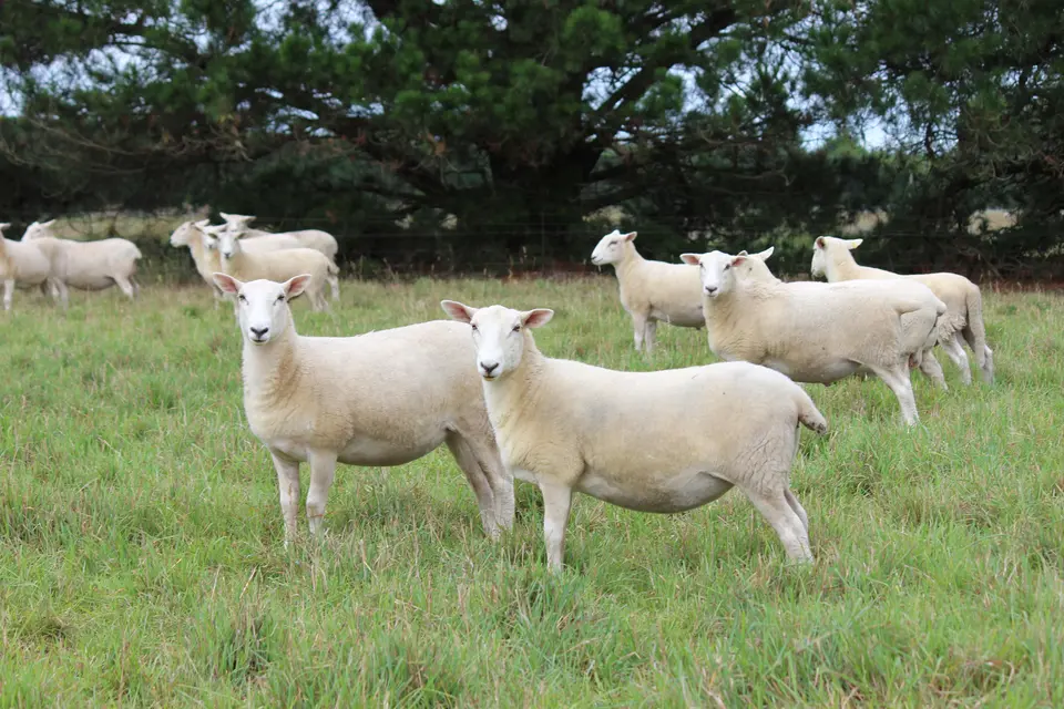 Ideas from the lifestyle shepherd