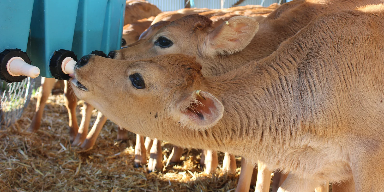 Calves drinking from a large blue feeding container with multiple teats in a barn, surrounded by hay.