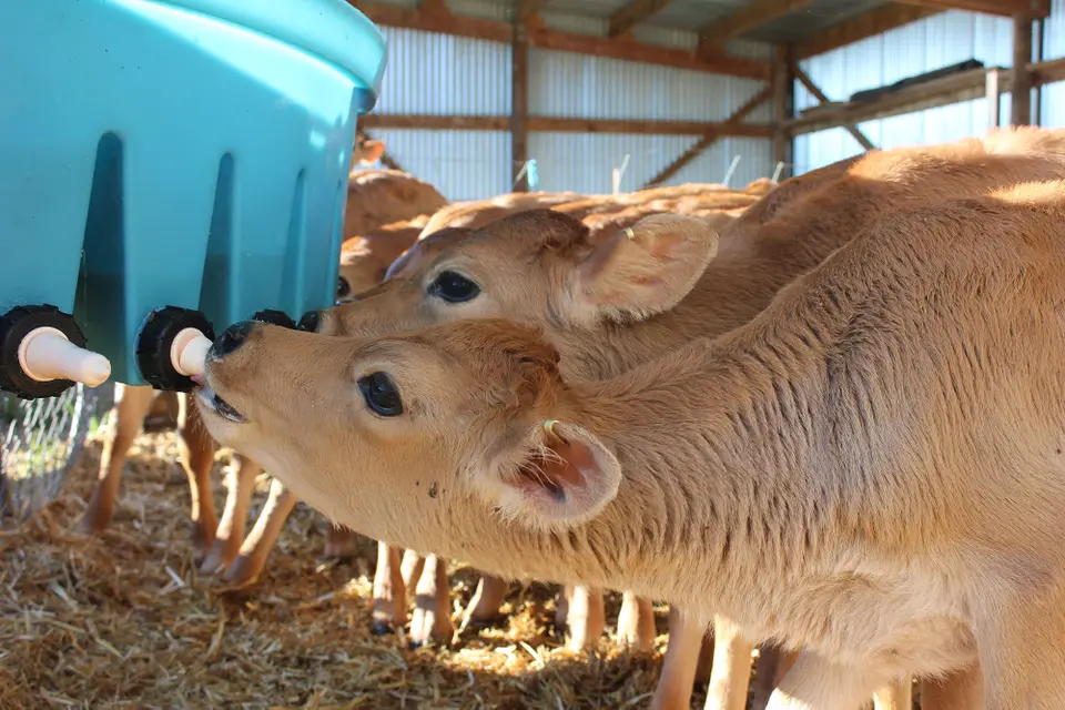 Calves drinking from a large blue feeding container with multiple teats in a barn, surrounded by hay.