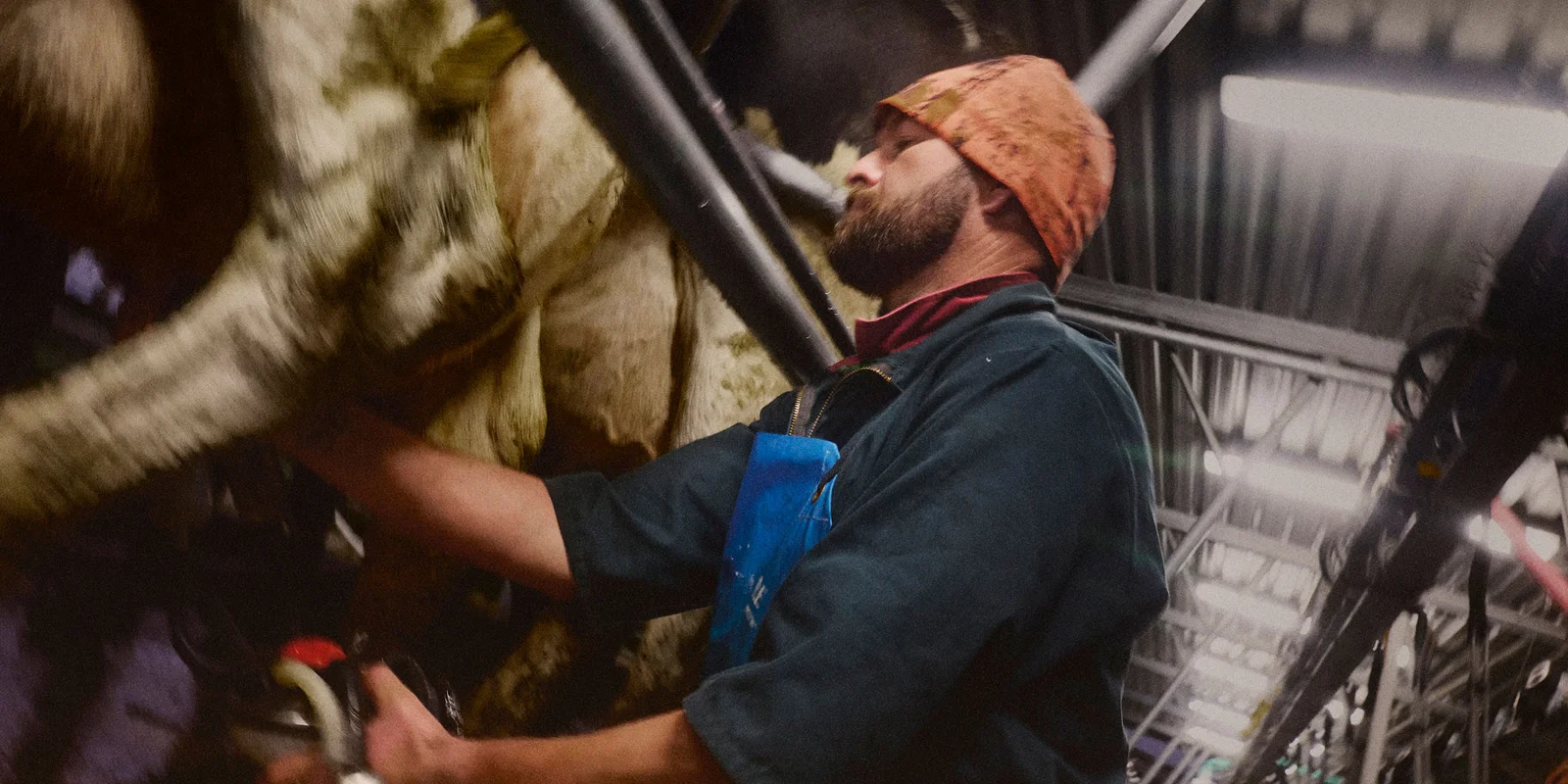 A person wearing a beanie and apron operates milking equipment in a dairy shed, surrounded by cows.