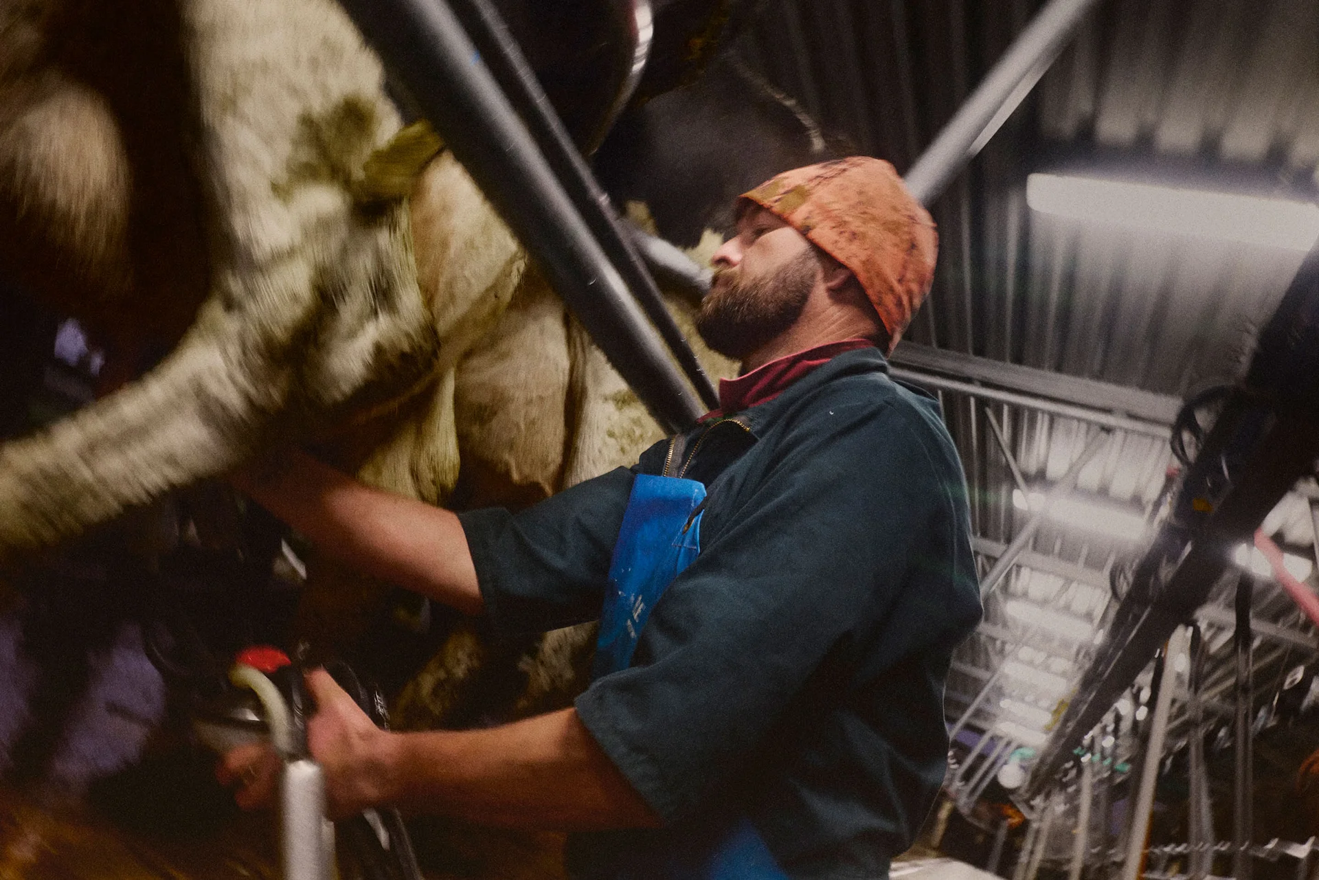 A person wearing a beanie and apron operates milking equipment in a dairy shed, surrounded by cows.