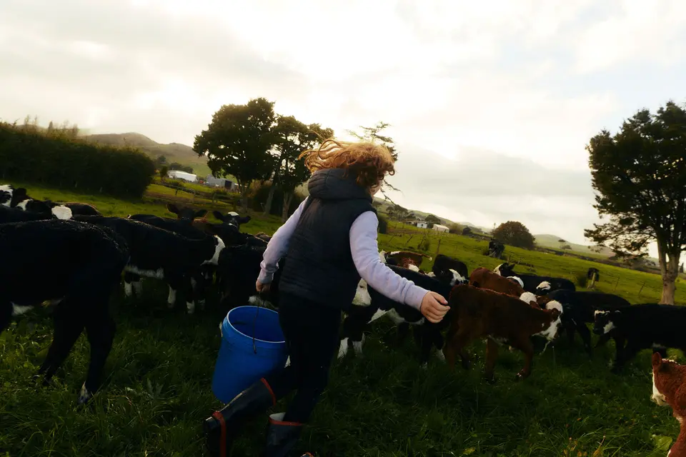 A person with red hair carries a blue bucket while walking among a herd of young calves in a grassy field, with trees and hills in the background.